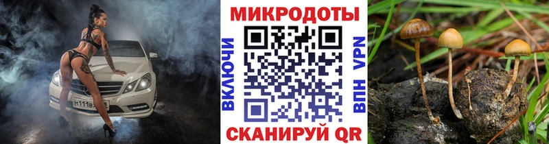 Псилоцибиновые грибы Psilocybe  Купить где  Николаевск 